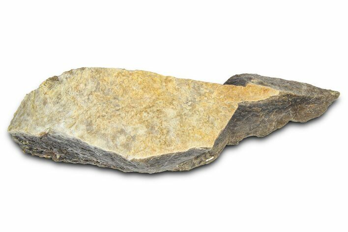 Fossil Tyrannosaur (T rex) Bone Section - Wyoming #382657